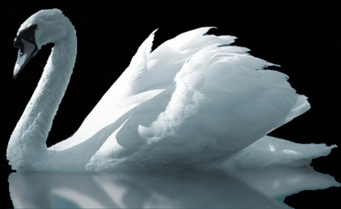 Bridal Swan
